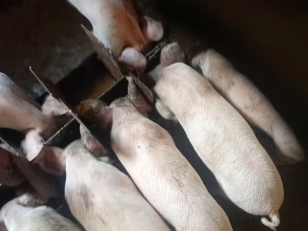 Porci (lot, sex nespecificat),  — Kârgâzstan