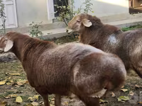 قوچ, Arashan sheep — عکس 2
