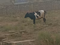 İnek, Russian Black pied cattle — foto 1