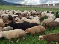 Ido, Sheep — sawirka 2