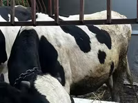 ხარი, Russian Black pied cattle — ფოტო 4