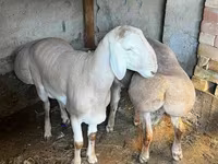 Ovca, Arashan sheep — fotografija 4