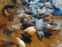 Chickens — foto 6