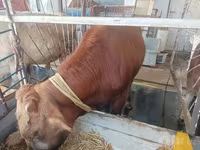 Lembu jantan, Cattle — foto 7