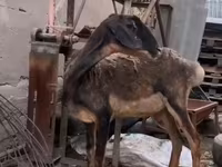 بز ماده, Nubian Goat — عکس 4