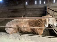 Ovce, Arashan sheep — foto 1