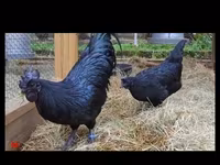 Ayam Cemani — Foto 2