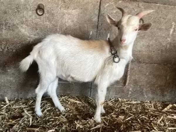 Kambing jantan, Goats