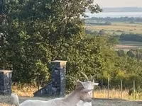 Koza, Saanen goat — foto 5