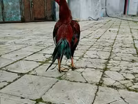 Chickens — عکس 1