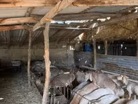 Får, Arashan sheep — foto 4