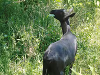 ছাগী, ছাগল — ছবি 4