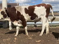 گاو نر, Simmental cattle — عکس 1