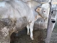 सांड, Swiss cattle — फ़ोटो 6