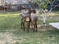 แกะตัวเมีย, Hissar sheep — รูปภาพ 1