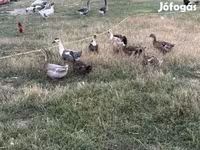 Ducks — fotografija 1
