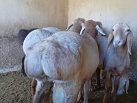 Vædder, Arashan sheep — foto 2