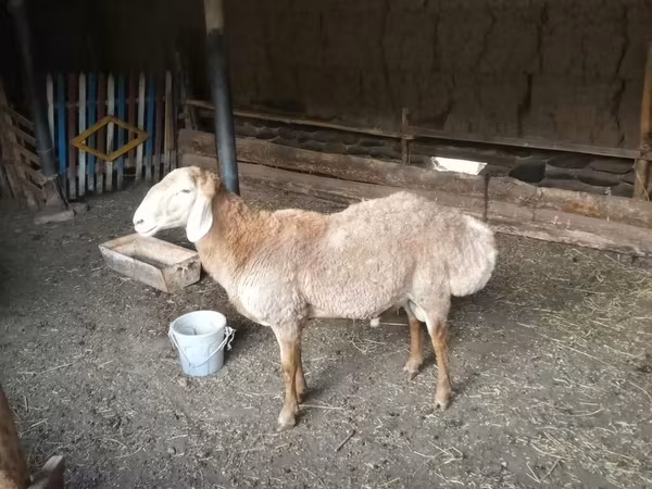 Ոչխար, Ոչխարներ