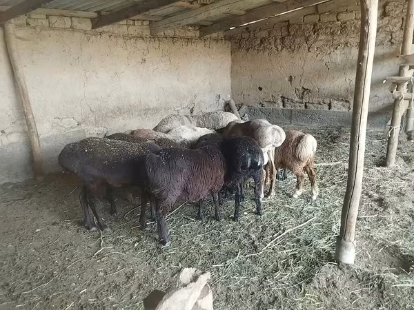 Pecora, Pecore — Kirghizistan