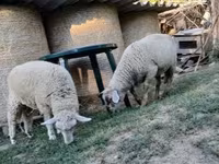 Vædder, White Suffolk sheep — foto 5