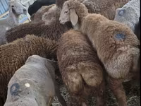 قوچ, Arashan sheep — عکس 1