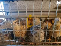 Quails — Foto 5