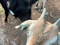 Dê đực, Dê — ảnh 5