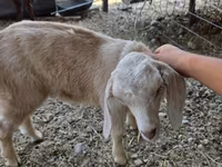 Koza, Nubian Goat — foto 5