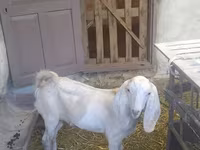 Jarac, Beetal goats — fotografija 7