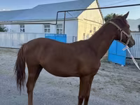Kůň, Arabian horse — foto 2