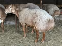 Bélier, Rhon sheep — photo 2