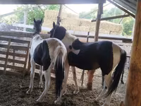 Cavalo, French Trotter — foto 3
