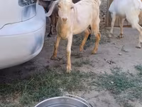 बकरा, Nubian Goat — फ़ोटो 5