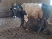 Bik, Russian Black pied cattle — fotografija 5