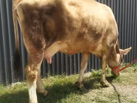 Krowa, Swiss cattle — zdjęcie 5