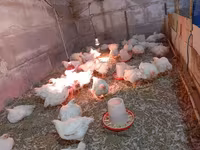 Chickens — fotografija 1