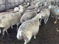 میش, گوسفند — عکس 2