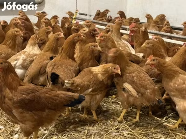 Ayam Denmark