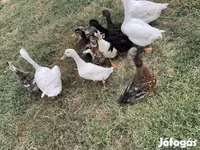 Ducks — عکس 3