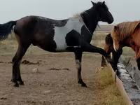 Ձի, Ձիեր — լուսանկար 4