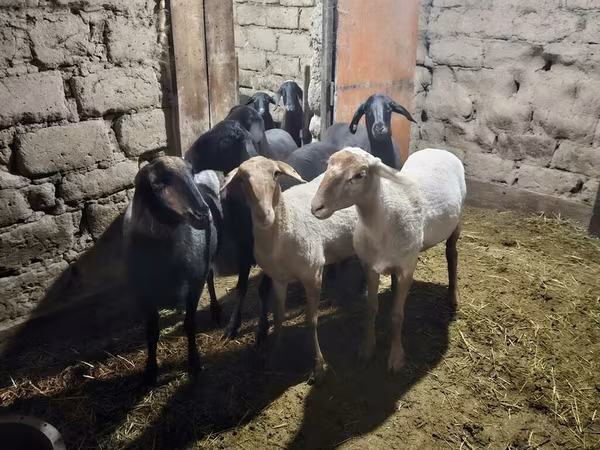 Ovca, Hissar sheep