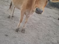 گاو ماده, گاو — عکس 4