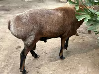 公羊, Sheep — 照片 7