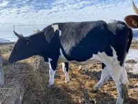 Αγελάδα, Russian Black pied cattle — φωτογραφία 3