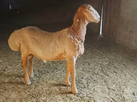 Kambing jantan, Arashan sheep — foto 3