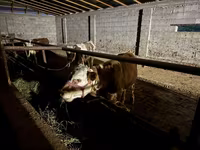 Bou, Latvian Blue cattle — foto 1