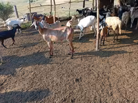 عنزة, Nubian Goat — الصورة 4