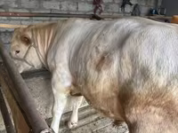 گاو نر, نژاد آولی‌اکول — عکس 3