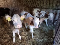 Lembu betina, Simmental cattle — foto 6