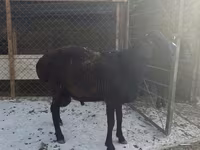 Widder, Hissar sheep — Foto 4